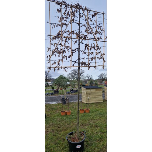 491 - Espalier Hornbeam 11ft