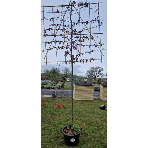 492 - Espalier Hornbeam 11ft