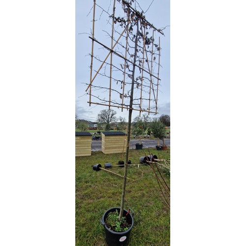 493 - Espalier Hornbeam 11ft