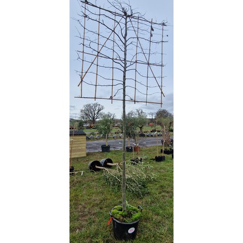 494 - Espalier Hornbeam 11ft