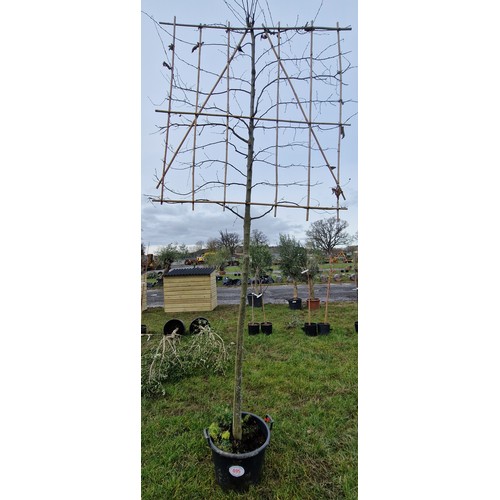 495 - Espalier Hornbeam 11ft