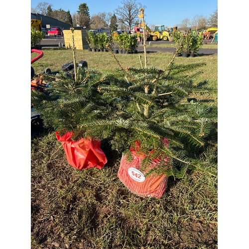 542 - Christmas trees 2ft - 2