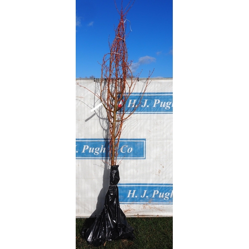 300 - Tilia Winter Orange bare root 10ft - 2