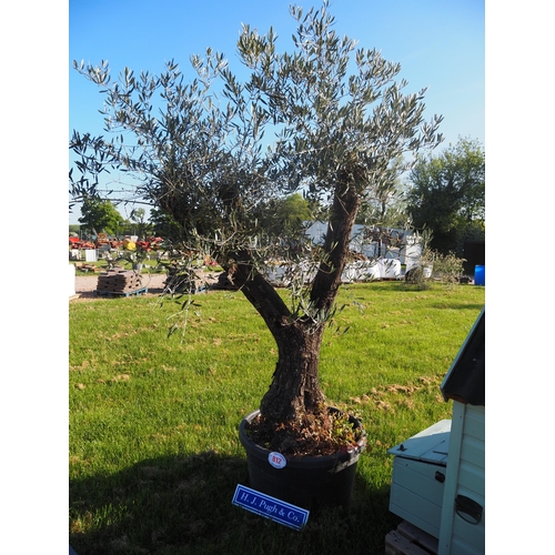 Lot 812       