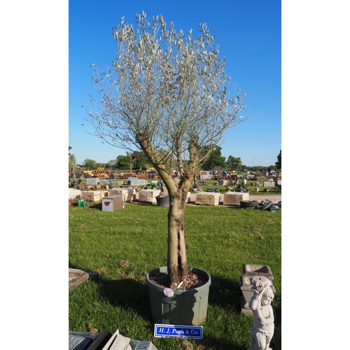 Lot 822       