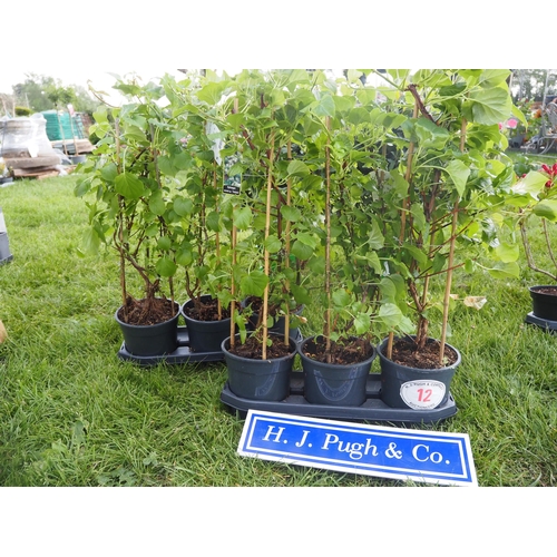 Lot 12        