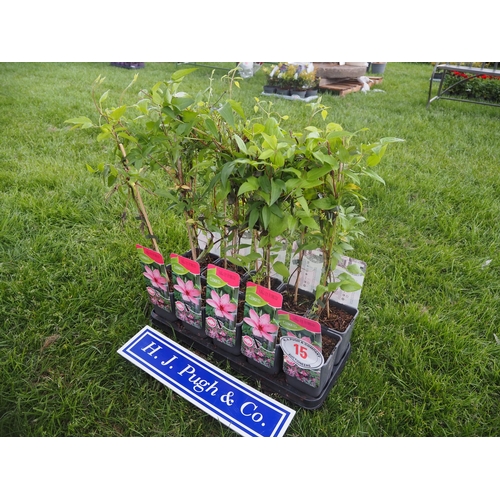 Lot 15        