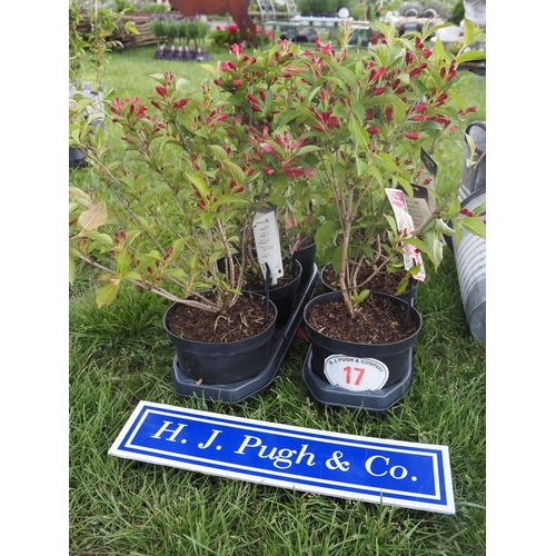 Lot 17        