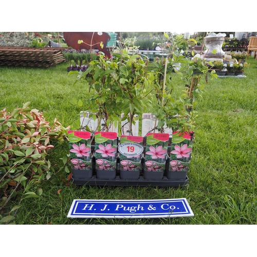 Lot 19        