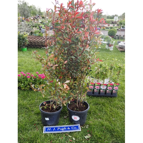 Lot 20        