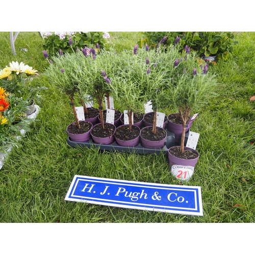 Lot 21        
