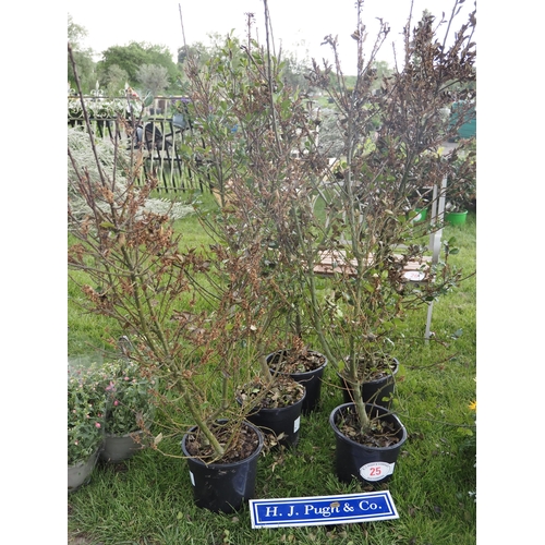 Lot 25        