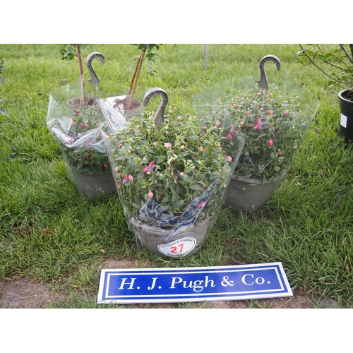 Lot 27        