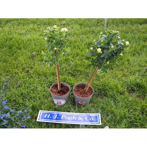 Lot 28        