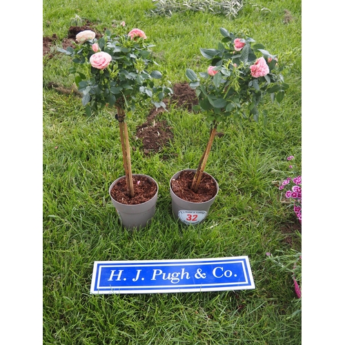 Lot 32        