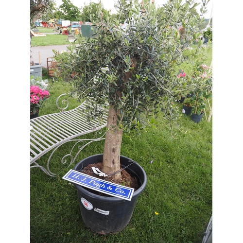 Lot 36        