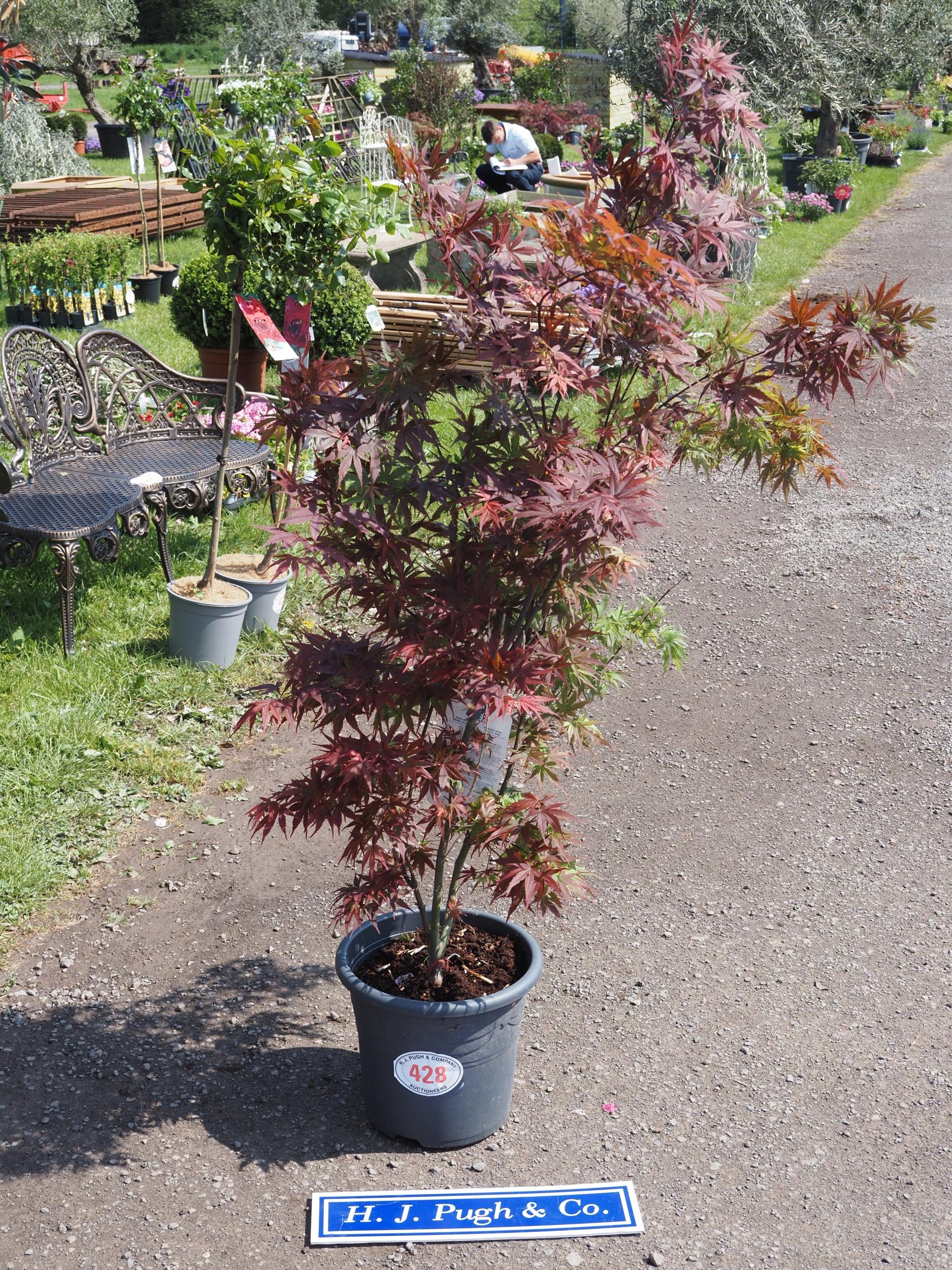 Acer Pixie 5ft