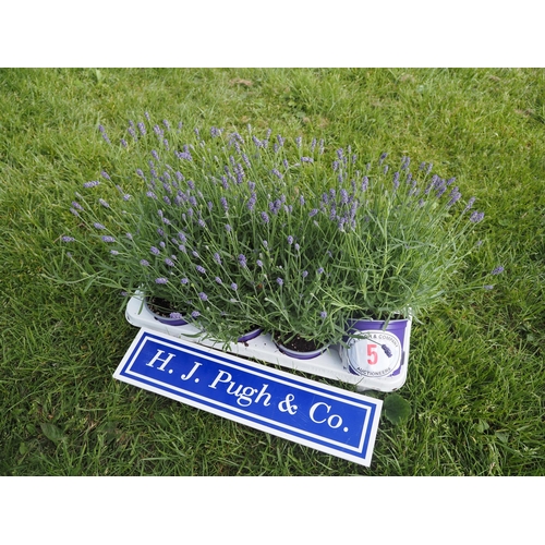 Lot 5         