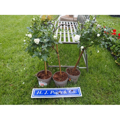 Lot 53        