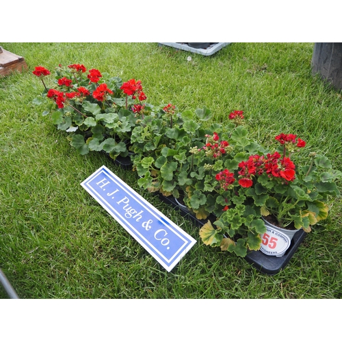 Lot 55        