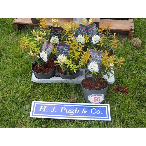 Lot 56        
