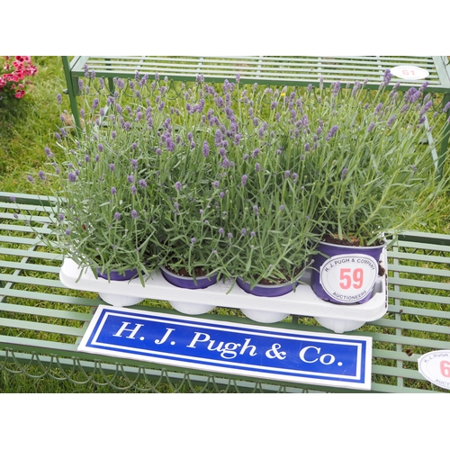Lot 59        