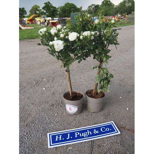 Lot 6         