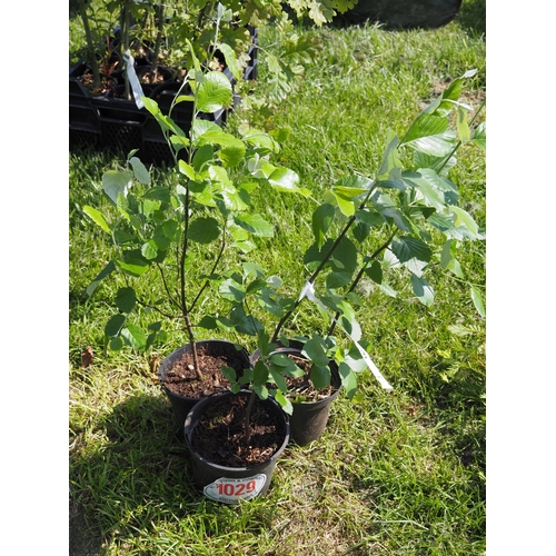 Lot 1029      