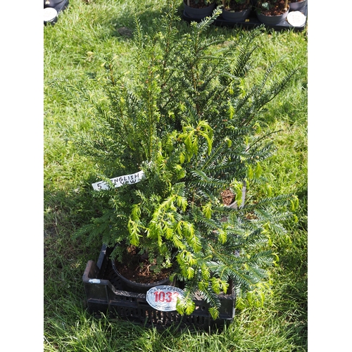 Lot 1033      