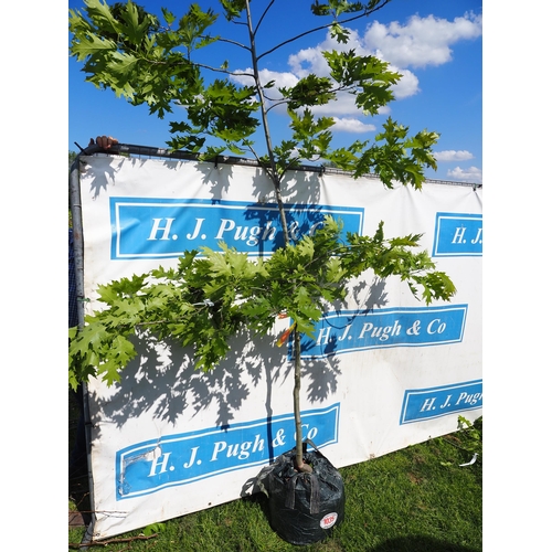 Lot 1035      