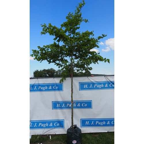 Lot 1039      