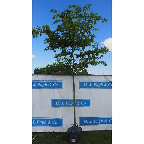Lot 1042      