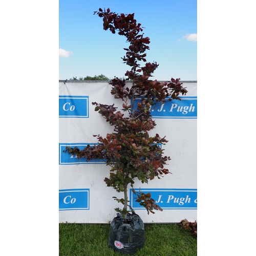 Lot 1043      