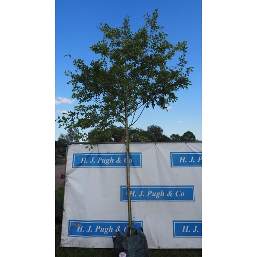 Lot 1054      