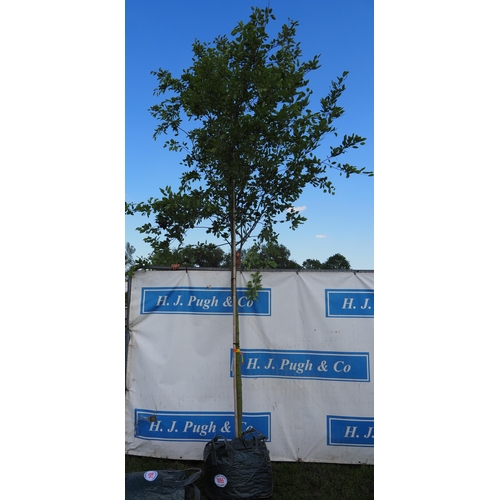 Lot 1055      