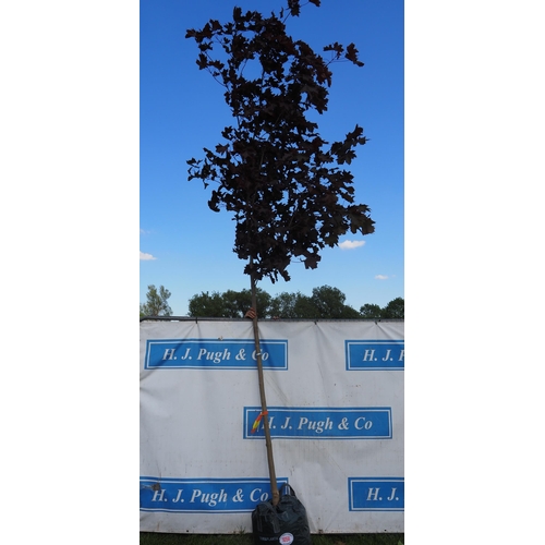 Lot 1056      