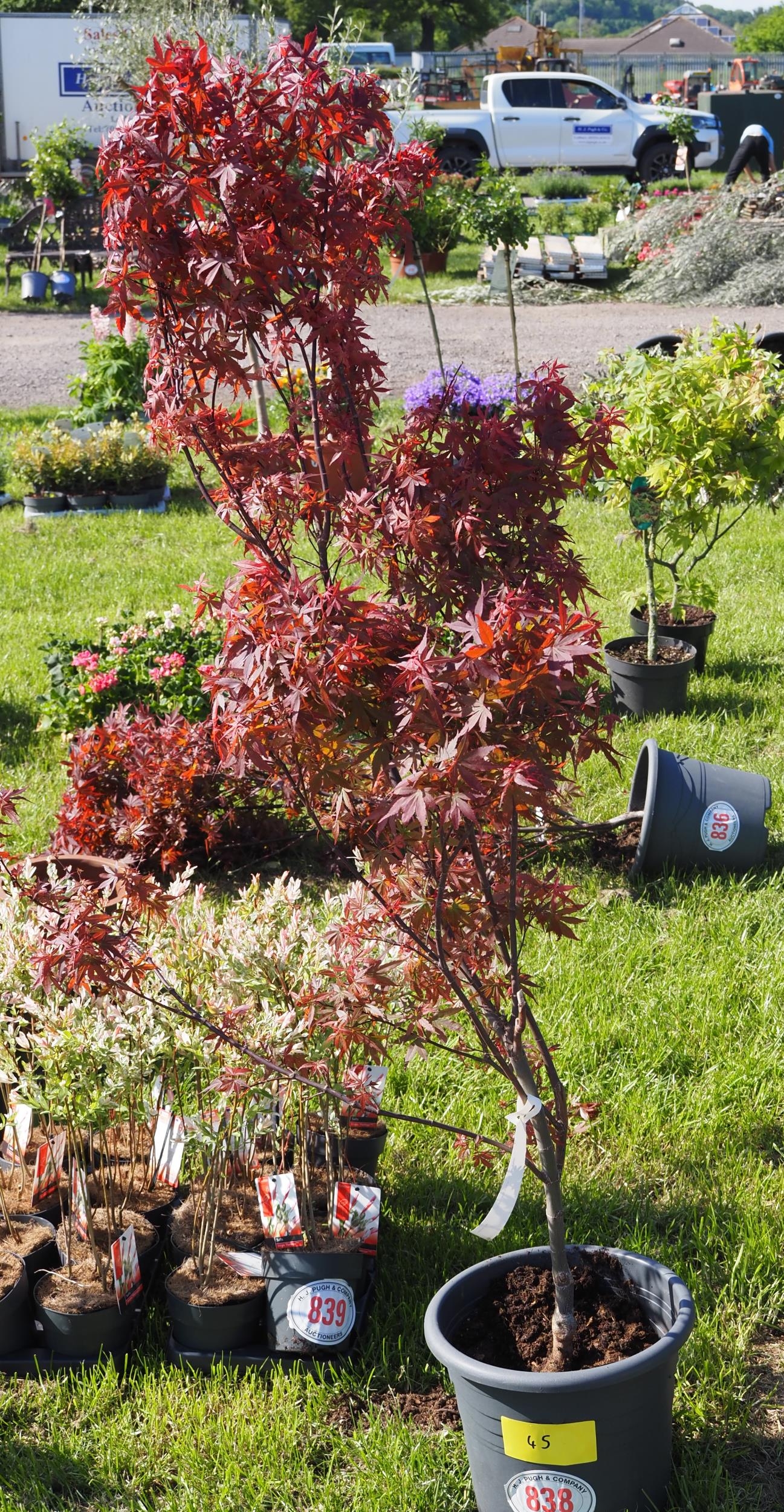Acer Red Sentinel 4ft - 1
