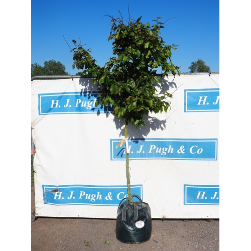 Parrotia Bella 8ft - 1