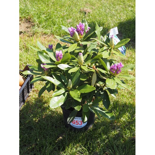 Rhododendron Green Gift - 1
