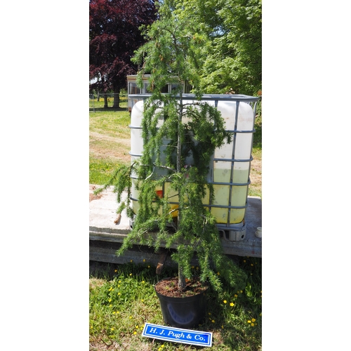 Lot 12        