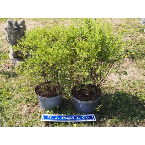 Lot 23        