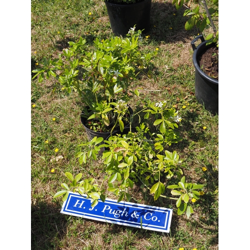 Lot 26        
