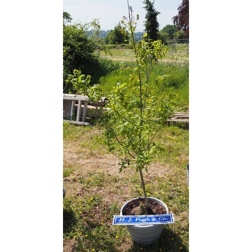 Lot 29        