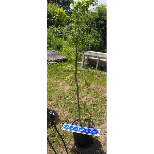 Lot 32        