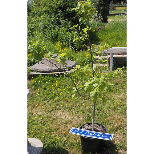 Lot 34        