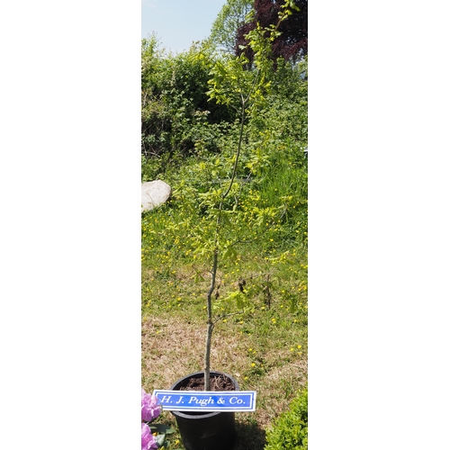 Lot 38        