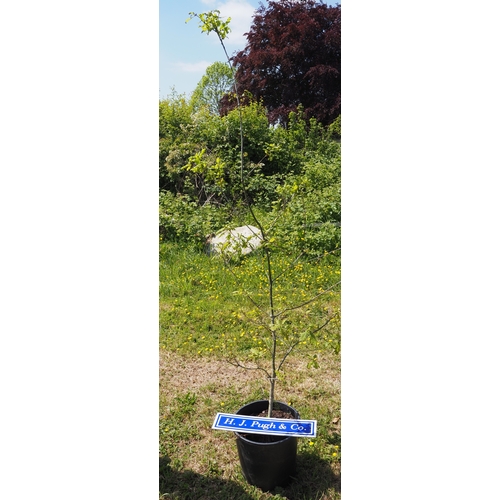 Lot 39        