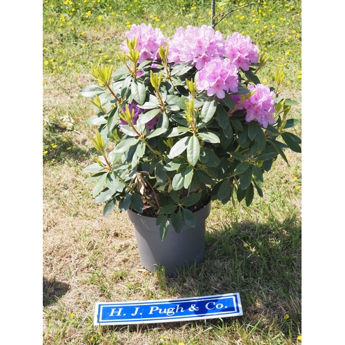 Lot 48        