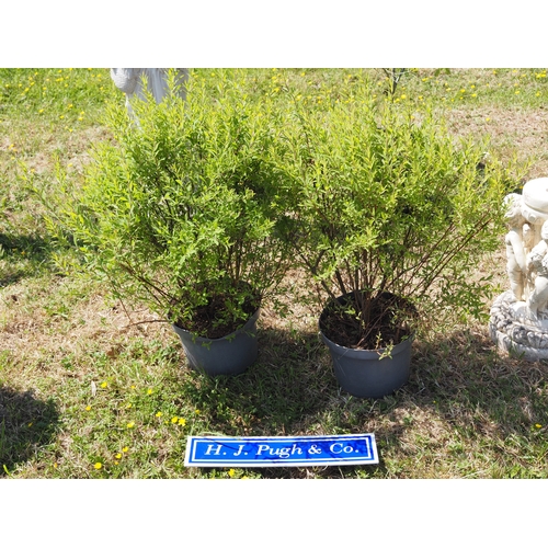 Lot 50        
