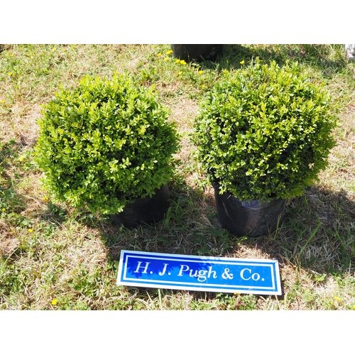 Lot 52        